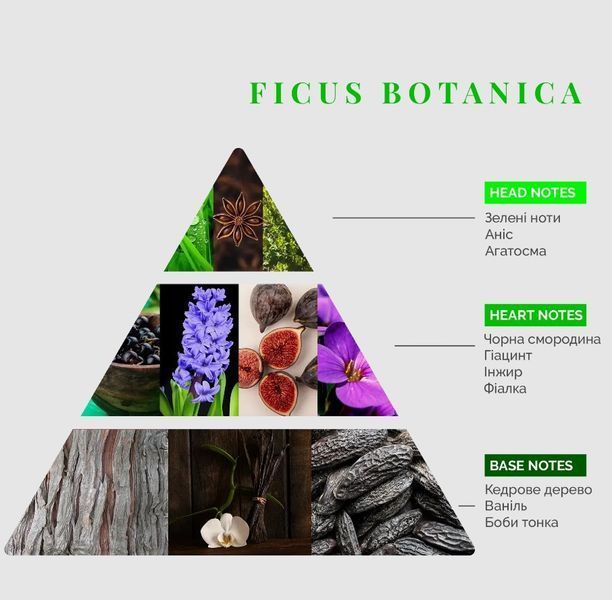 Интерьерные духи Logevy Firenze TRAVEL 30 ML Ficus Botanica (Фикус) 30-Ficus фото